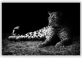 Foto met Liggende Tijger op Aluminium - Foto op Dibond - Aluminium Schilderij - 100x70 cm