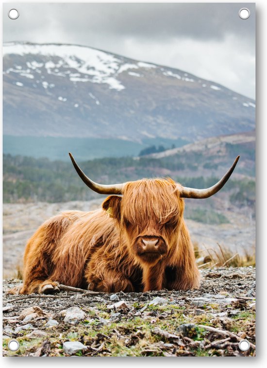 Schotse Hooglander - Tuinposter 50x70 - Wanddecoratie - Besteposter - Dieren - Natuur