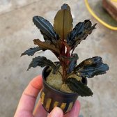 Bucephalandra Mercedes - Set van 3