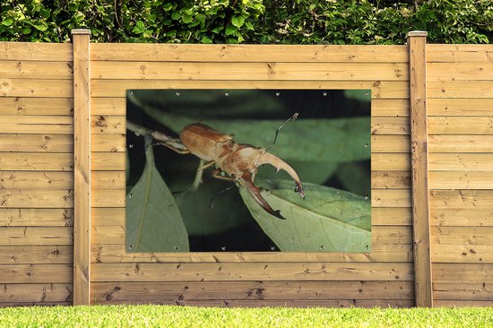 Bruin vliegend hert op groene bladeren, dichtbij, op een houten schutting.