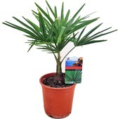 Kamerplant van Botanicly – Chinese Waaierpalm – Hoogte: 60 cm – Trachycarpus Fortunei