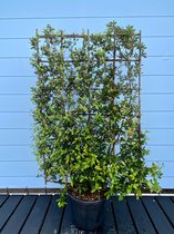 Sunnytree - QUERCUS ILEX ESPALIER - LEISCHERM - 120 cm breed x 180 cm hoog - Scherm