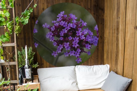 Affiche jardin ronde Verveine - Verveine fleurie Affiche jardin - Affiche jardin ronde 120x120 cm - Toile jardin/Toile extérieur/ Peintures pour l'extérieur (décoration jardin) XXL / Groot format !