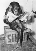 Poster - chimpanzee leest krant | Chimpanzee reading newspaper - zwart-wit (91,5 x 61cm)