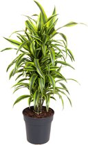 Kamerplant van Botanicly – Drakenboom – Hoogte: 85 cm – Dracaena fragr. dermensis Lemon Lime