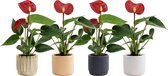 Bloemen van Botanicly – 3 × Flamingoplant – Hoogte: 15 cm – Anthurium