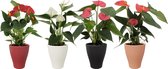 Bloemen van Botanicly – 4 × Flamingoplant – Hoogte: 25 cm – Anthurium