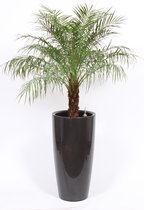 Kamerplant van Botanicly – Dwergdadelpalm in grijs pot als set – Hoogte: 145 cm – Phoenix robellini