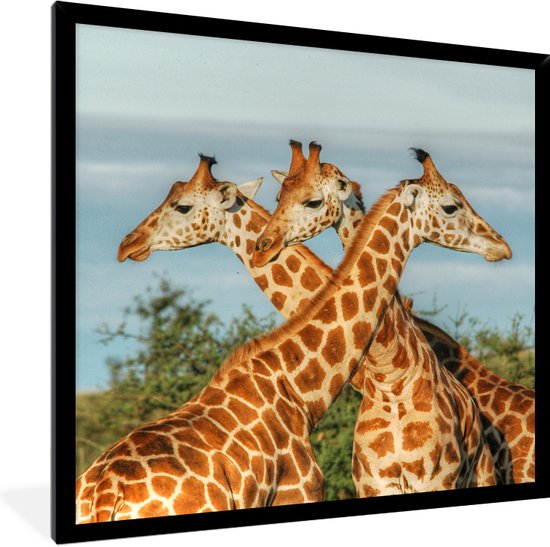 Affiche avec cadre Girafes - Ciel - Animaux - 40x40 cm