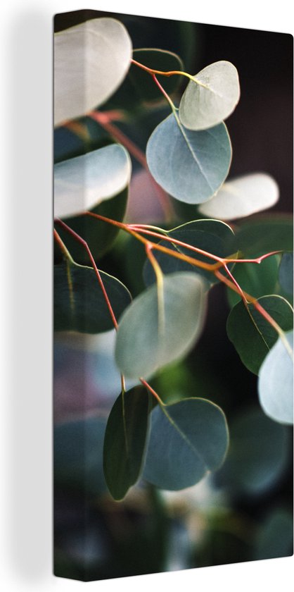 Canvas Schilderij Eucalyptus bladeren aan takken - Wanddecoratie
