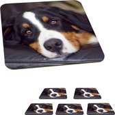 Onderzetters voor glazen - Een Berner Sennenhond liggend op de bank - 10x10 cm - Glasonderzetters - 6 stuks