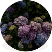 WallCircle - Wall Circle - Wall Circle Indoor - Buissons d'hortensias fleuris dans le jardin - 150x150 cm - Décoration murale - Peintures ronds
