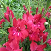Gladiool Robinetta | 10 stuks | Snijbloem | Rood | Top kwaliteit Gladiolen knollen | Zwaardlelie | 100% Bloeigarantie | QFB Gardening