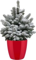 Hellogreen Kamerplant - Echte Kleine Kerstboom - Picea met sneeuw - 75 cm - ELHO Brussels Diamond Red