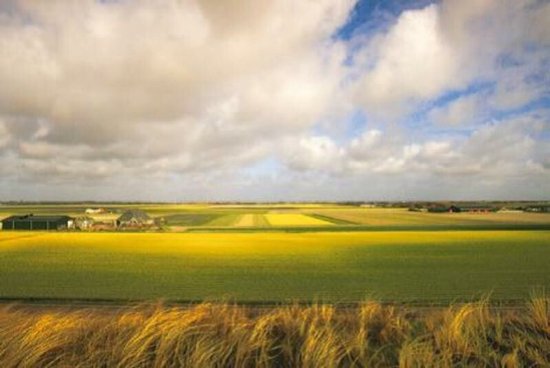 Land van Martin Kers, afbeelding: graanveld