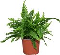 Find the perfect Boston Fern for you on Bol.com