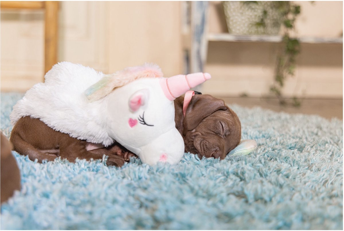 Beeztees Puppy Flatino Unicorn Lo - Puppy Speelgoed - Puppyknuffel - Hondenspeelgoed - Wit 74 x 14 x 15 cm - Hond thumbnail 6
