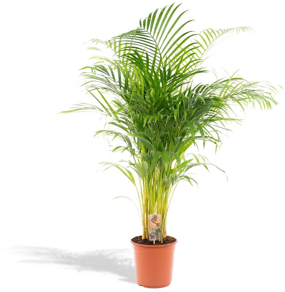Bol.com Areca palm 110 cm hoog - 21cm potmaat - Grote kamerplant - Dypsis Lutescens aanbieding