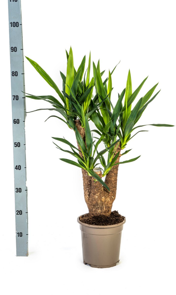 Yucca Elephantipes Vertakt Ø21cm - 60