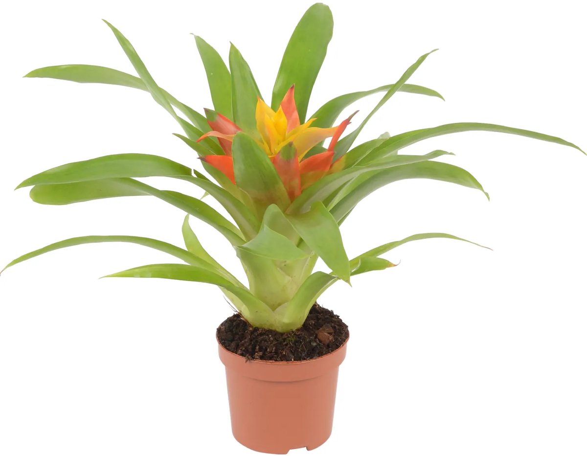 JUNAVERA Guzmania Flava | In 10 cm pot