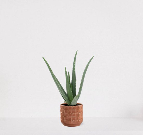 Aloë Vera in sierpot Janneke peach – vetplant – eenvoudig te onderhouden - 35-45cm - Ø13 – geleverd met plantenpot – vers uit de kwekerij