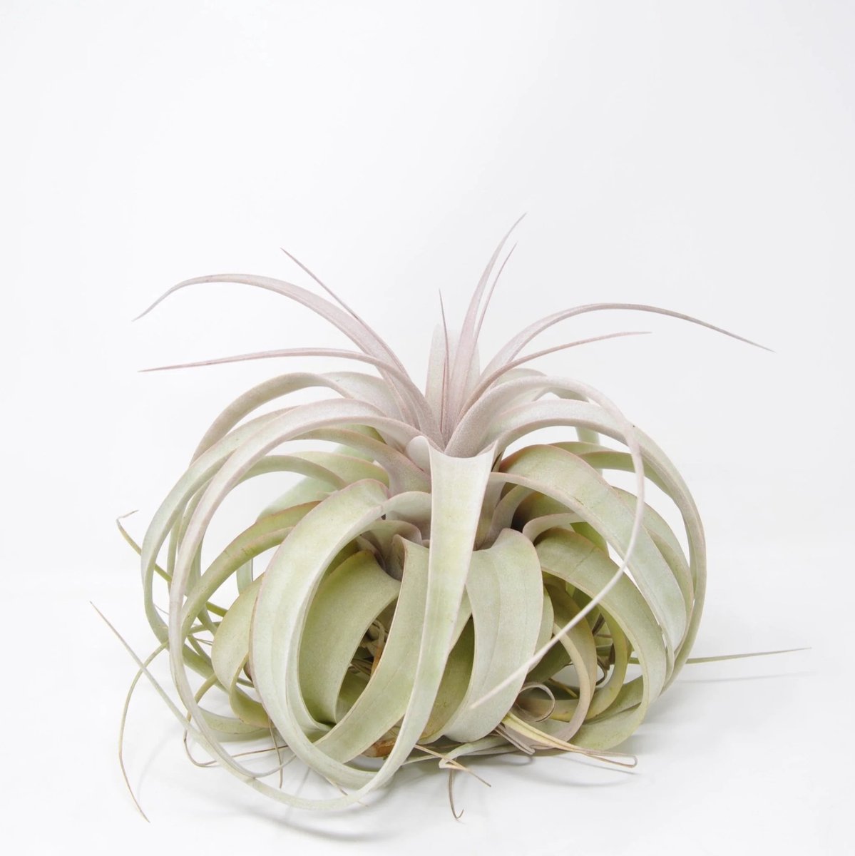 JUNAVERA Tillandsia Xerographica