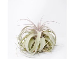 JUNAVERA Tillandsia Xerographica
