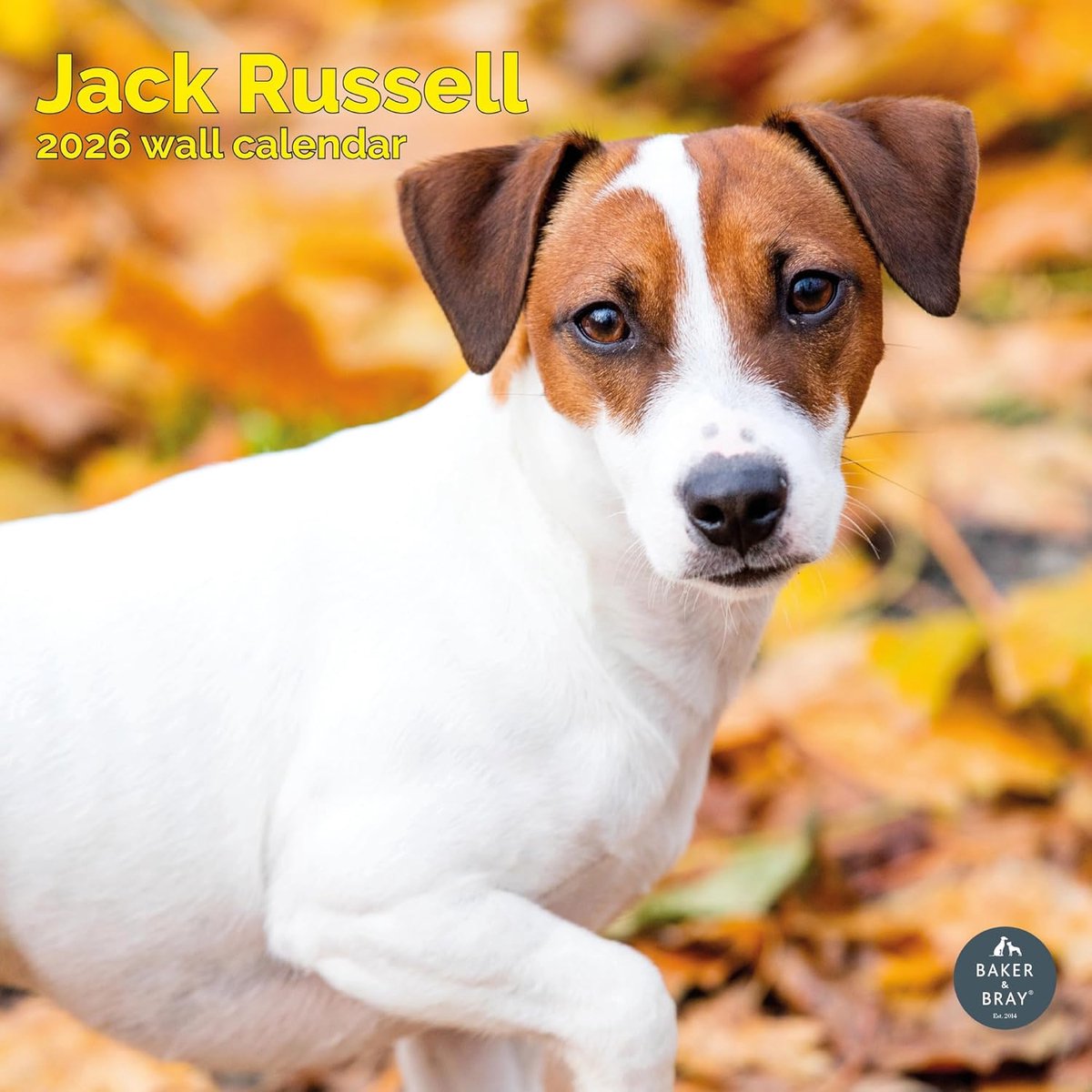 Jack Russell Terrier Kalender 2027