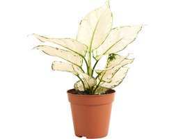 Bloomique - Aglaonema White Joy - Kamerplanten - Luchtzuiverend - Hoogte 20-30 cm - Pot 12 cm