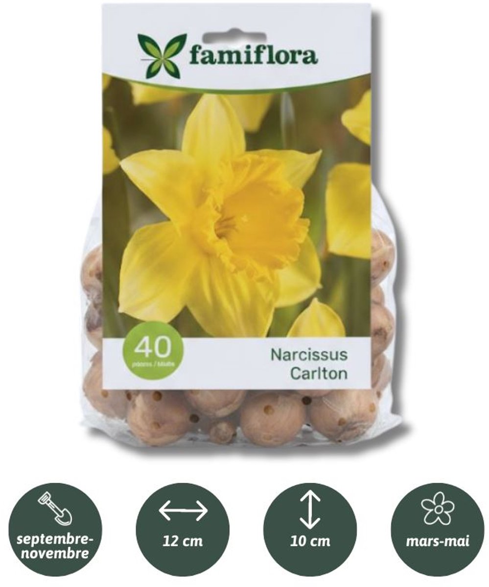 Famiflora Narcissus Carlton - Voorjaarsbloeiers - 40 bloembollen - Heldere bloemen brengen vreugde en optimisme in je tuin - Verhoogt aantrekkingskracht voor bijen en andere bestuivers