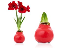 Amaryllis Wax Bol - Star Gazer - Bloembollen - 1 stuk - Rood - Bloem bollen - No Water Flower