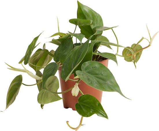 Plante de Philodendron Scandens dans un pot brun avec des feuilles vertes en forme de cœur.