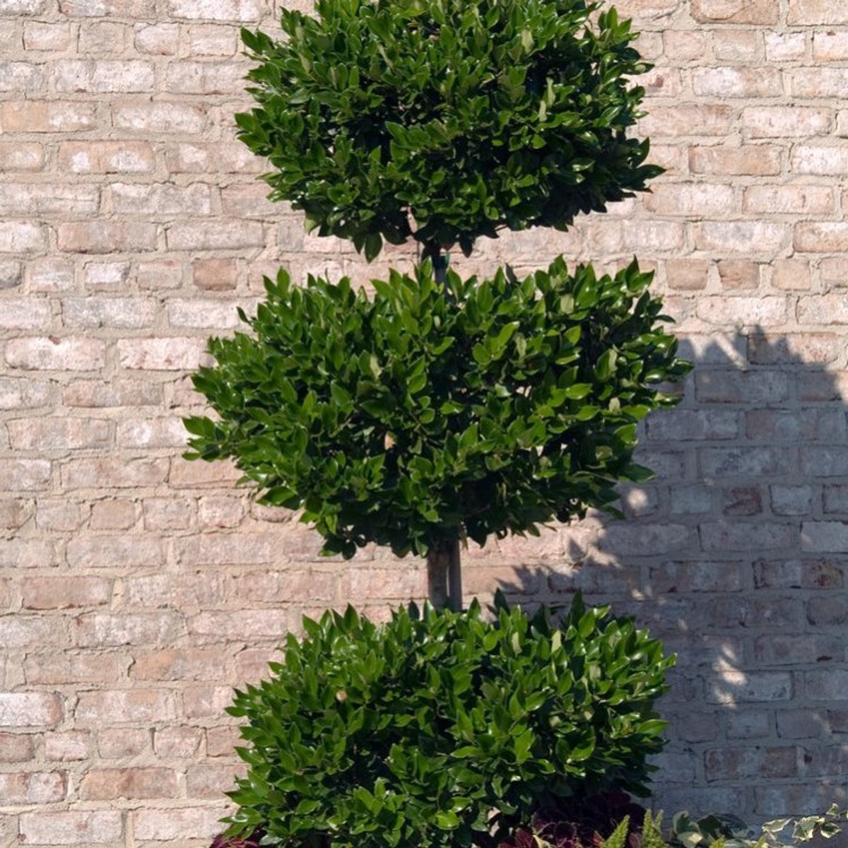 Plants Online - Tuinplanten - Heesters - Set van 1 - Ligustrum japonicum 'Texanum' - 3 liter pot - Plant 30-40 cm