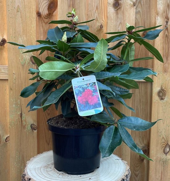Rhododendron Halfdan Lem dans un pot noir, avec des boutons floraux rouges, devant une clôture en bois.