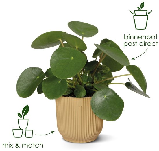 Lichtgele Elho bloempot met verticale ribbels, met een Pilea plant. Tekst: 'mix & match' en 'binnenpot past direct'.