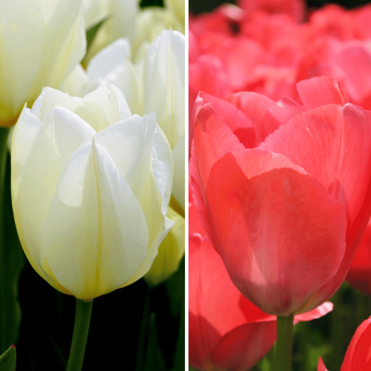 Tulpenbollen Elly's Choice - 30 bloembollen - bolmaat 12+ - roze/wit mix, grootbloemig, voorjaarsbloeier, winterhard - direct van de kweker - Flowerbulbs Amsterdam