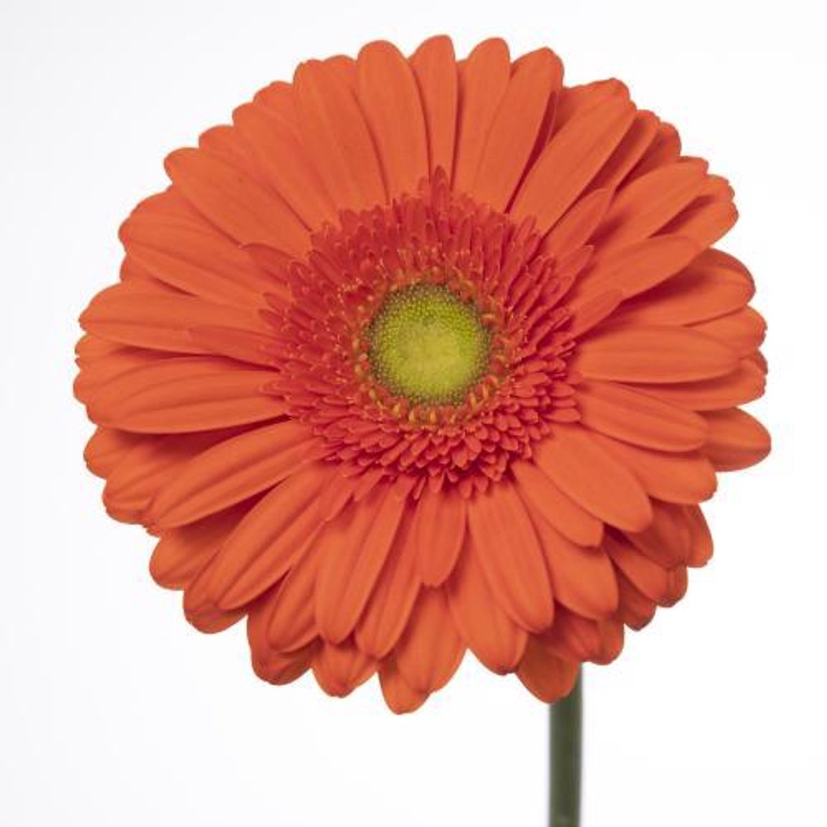 45x Gerbera atlanta 70cm
