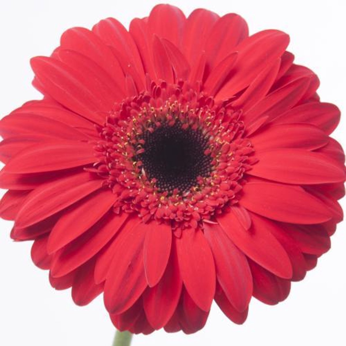 45x Gerbera blinddate 70cm