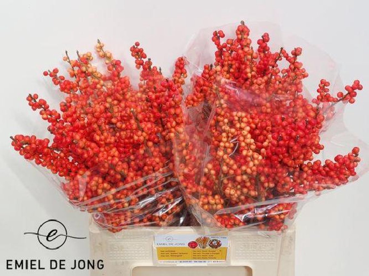 10x Ilex oudijk's oranje 60cm