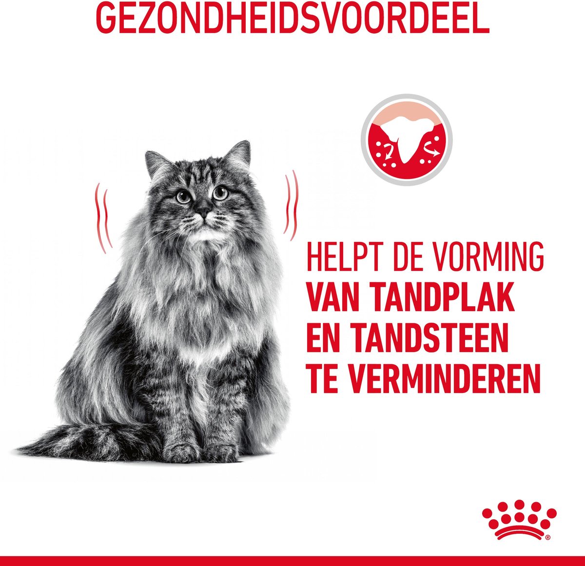 Royal Canin Dental Care - Kattenvoer - 8 kg thumbnail 2