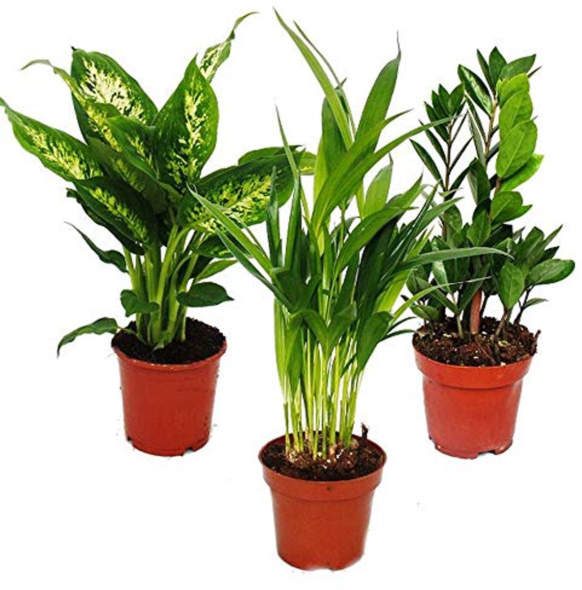 Kamerplantenset - Dieffenbachia, Dypsis lutescens & Zamioculcas - 3 onderhoudsvriendelijke