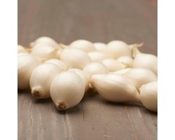 Plantui - Snowball - 500 gram - Wit - Uien voor Tuin - Bollen om te Planten - Voor de Moestuin