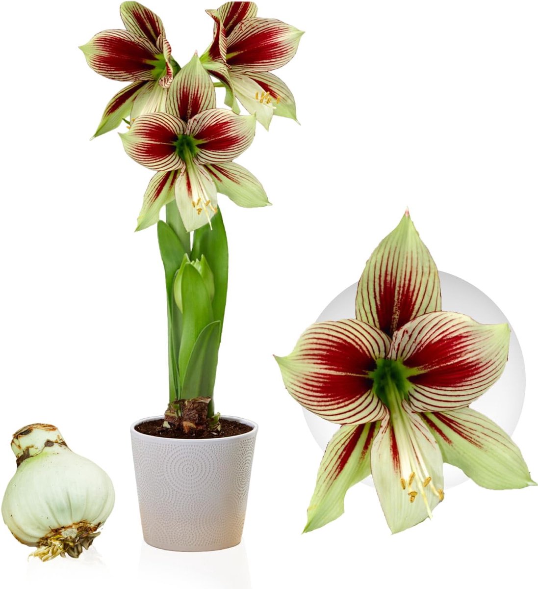 Amaryllis Bol - Papilio - Bloembollen - 1 stuk - Meerkleurig - Bloem bollen