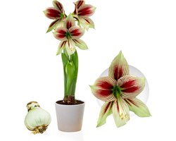 Amaryllis Bol - Papilio - Bloembollen - 1 stuk - Meerkleurig - Bloem bollen