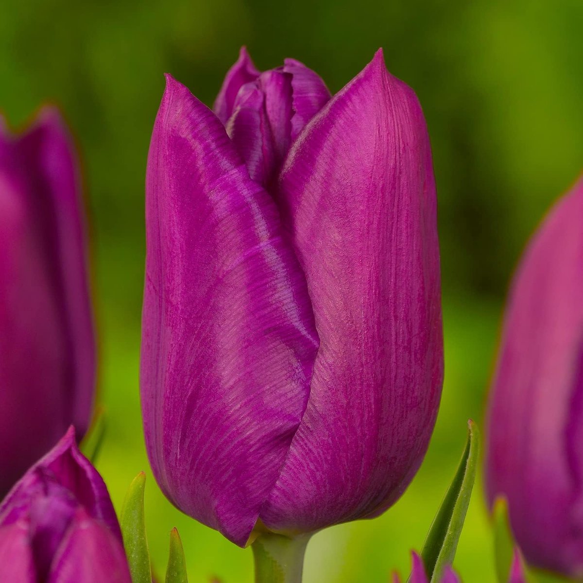 Tulpen Bloembollen Winterhard - Violett Passion - 20 stuks - Violet - Bloem Bollen Mix - Tulpenbollen Meerjarig