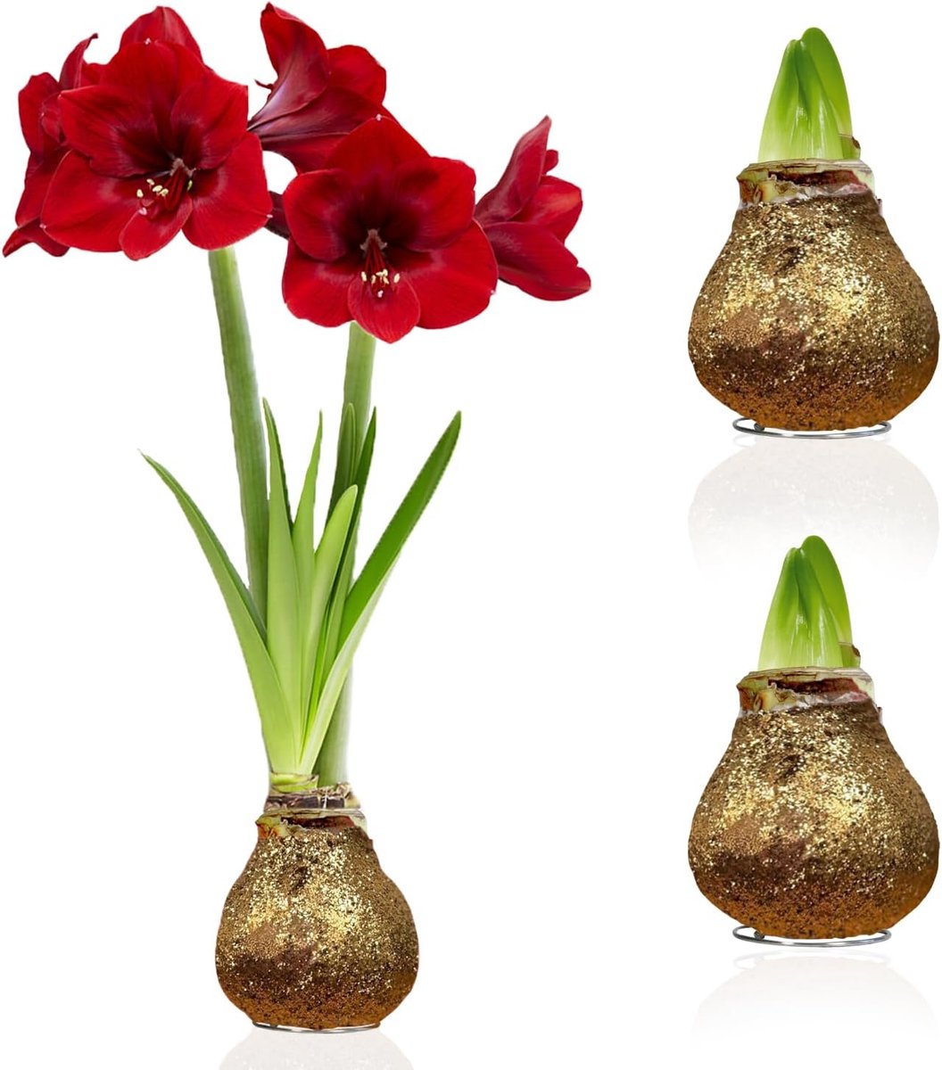 Amaryllis Bollen in Wax - Glitter Gold - Bloembollen - 2 stuks - Goud & ZIlver - Bloem bollen - No Water Flower