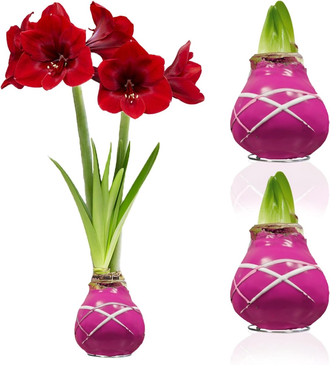 Amaryllis Bollen in Wax - Striped Purple - Bloembollen - 2 stuks - Violet - Bloem bollen - No Water Flower