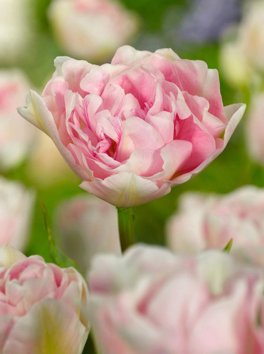 25x Tulpen 'Angelique' - BULBi® Bloembollen met bloeigarantie