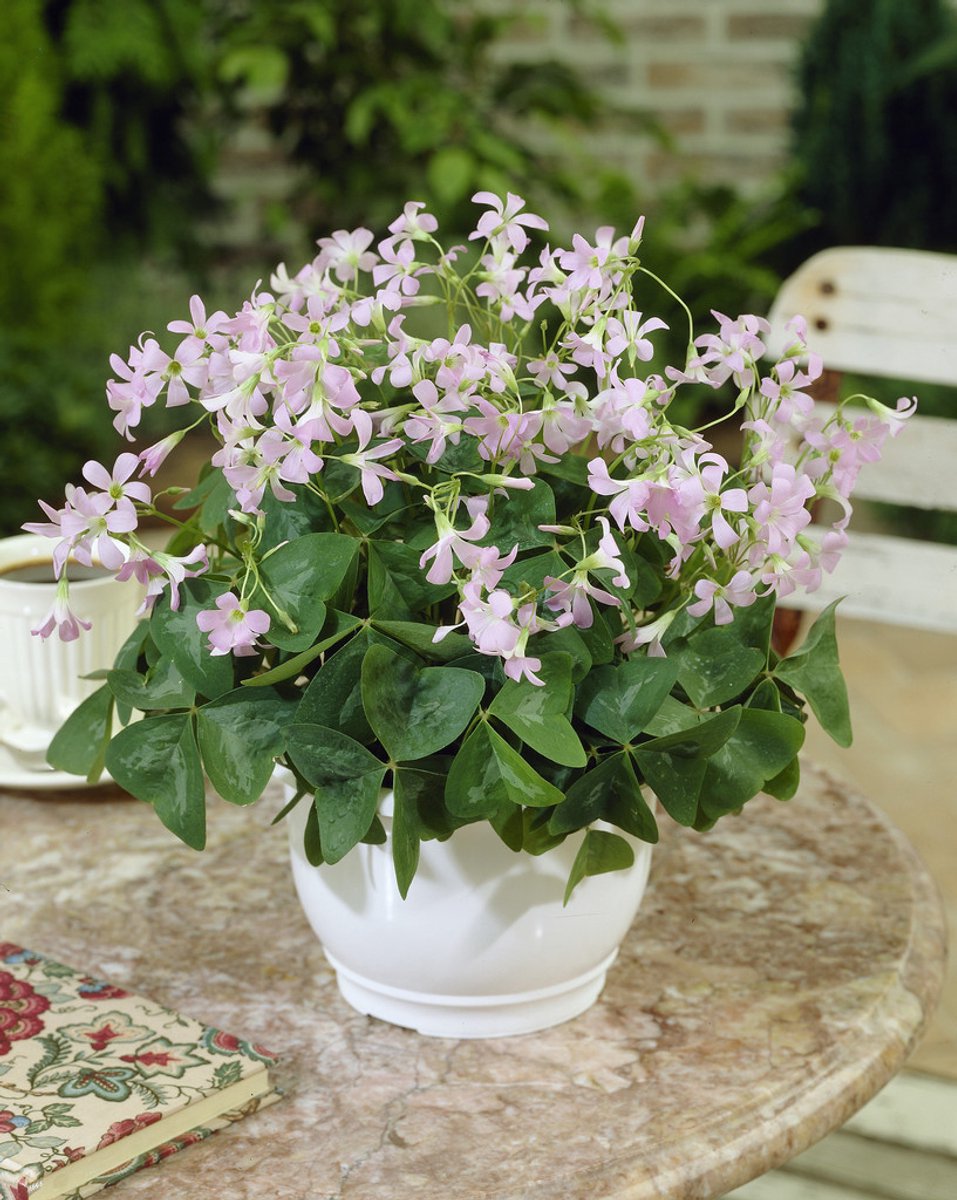 25x Klaverzuring 'Oxalis fanny triangularis' - BULBi® Bloembollen met bloeigarantie