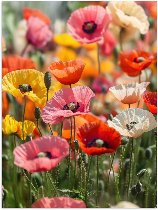 Poster 60x80 cm - Bloemenveld - Klaprozen - Kleurrijk - Posters - Kamer decoratie - Wanddecoratie woonkamer - Muurdecoratie slaapkamer